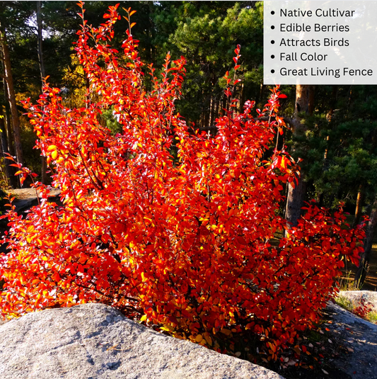 Autumn Brilliance Serviceberry (Shrub-Form) | Amelanchier x grandiflora 'Autumn Brilliance'