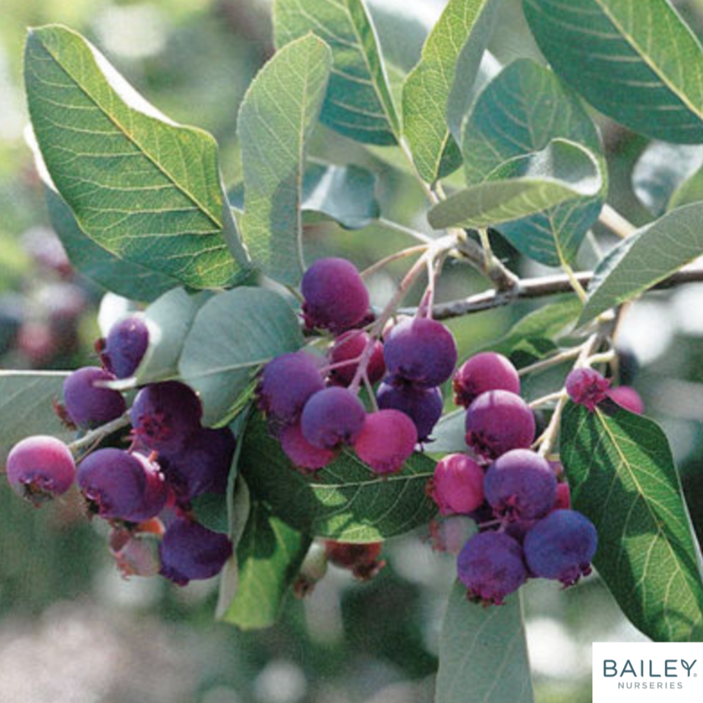 Autumn Brilliance Serviceberry (Shrub-Form) | Amelanchier x grandiflora 'Autumn Brilliance'