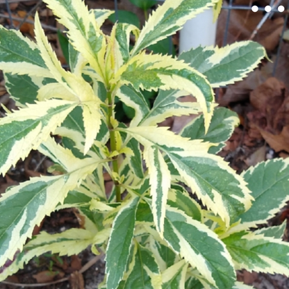 'Pink Frost' Joe Pye Weed | Eupatorium