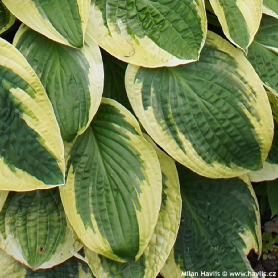 'Brim Cup' Hosta