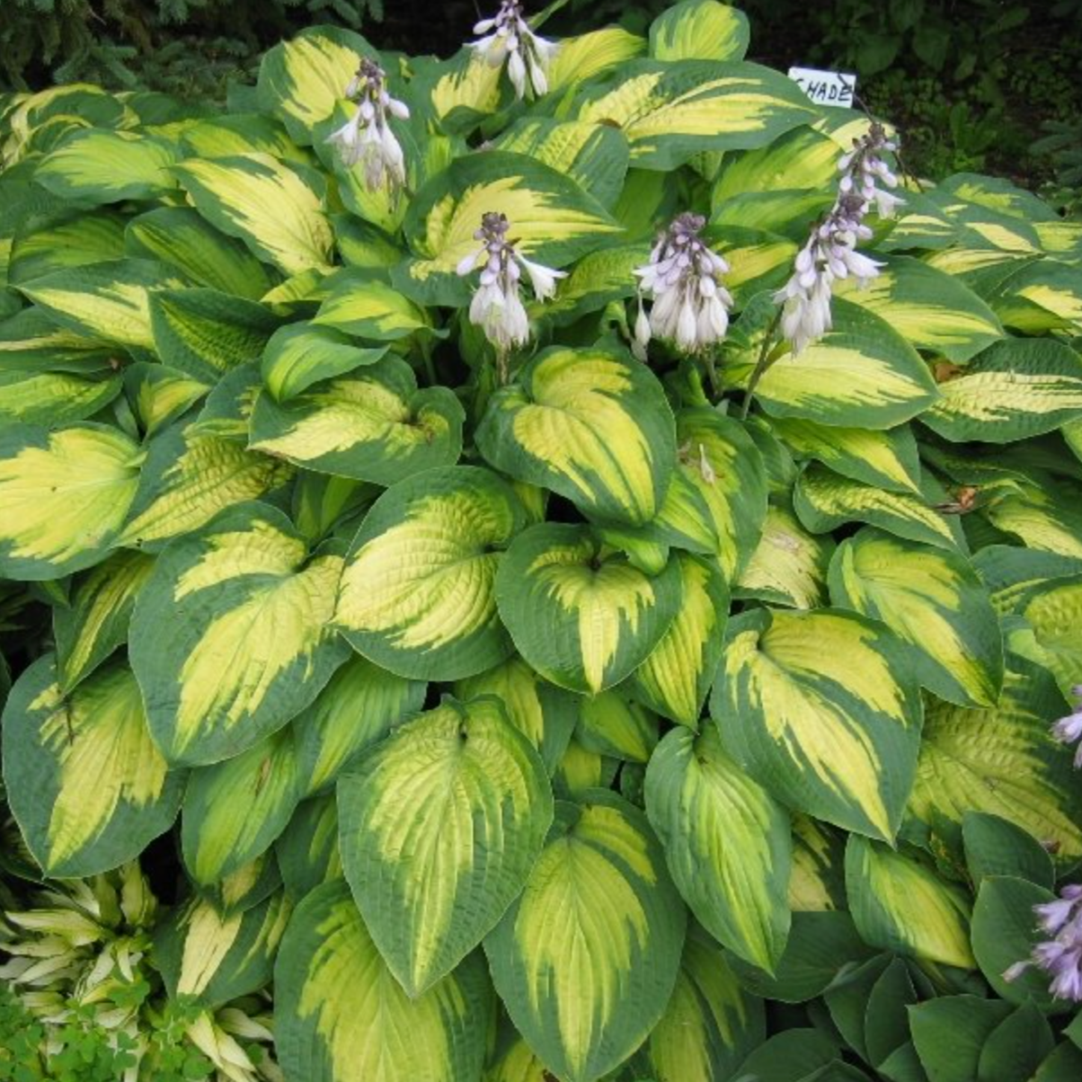 'Paul's Glory' Hosta