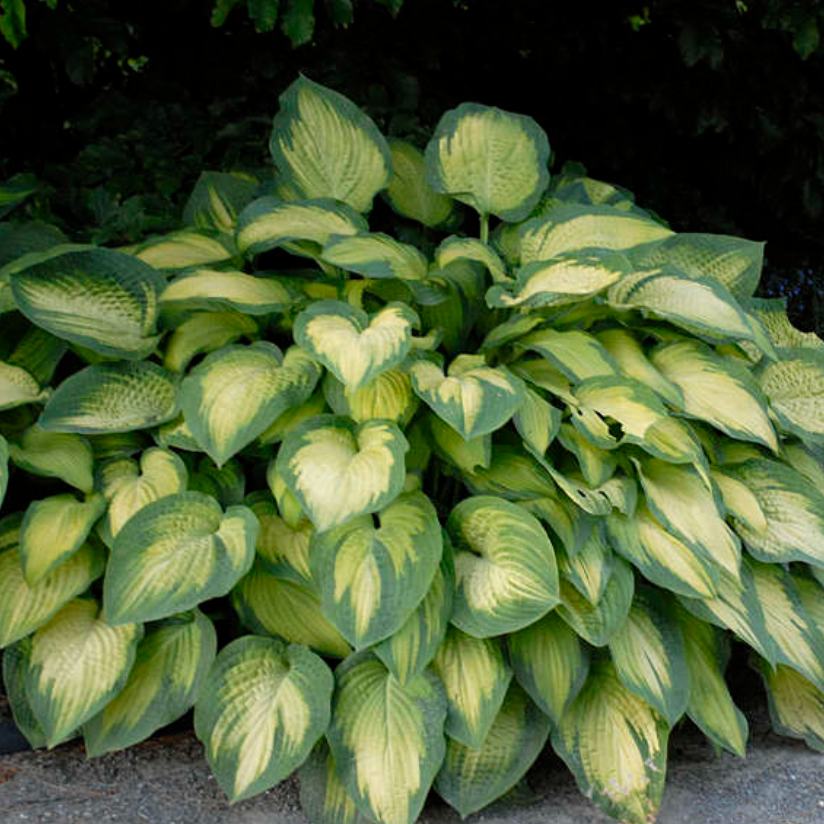 'Paul's Glory' Hosta