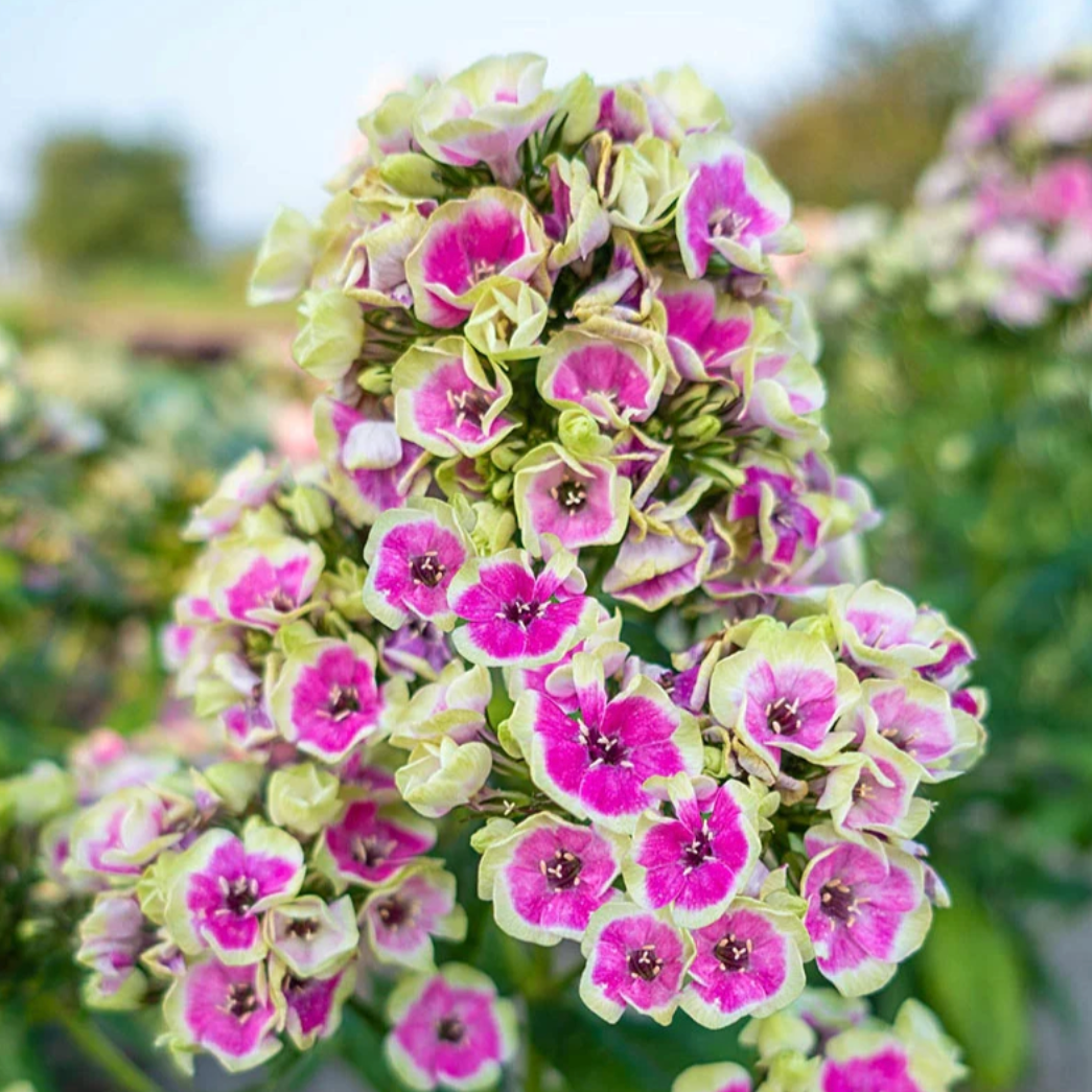 'Orchid Yellow' Tall Garden Phlox