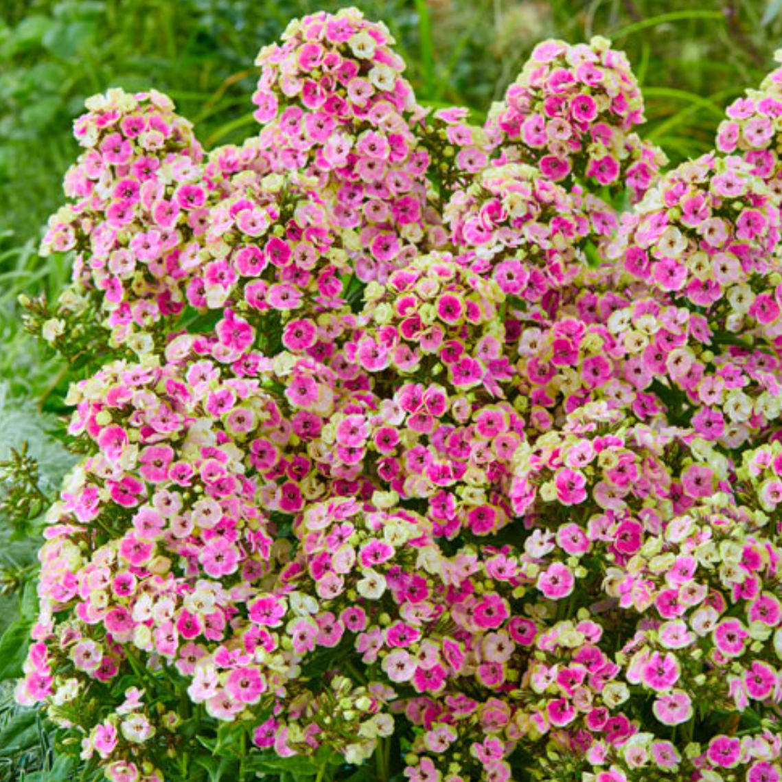 'Orchid Yellow' Tall Garden Phlox