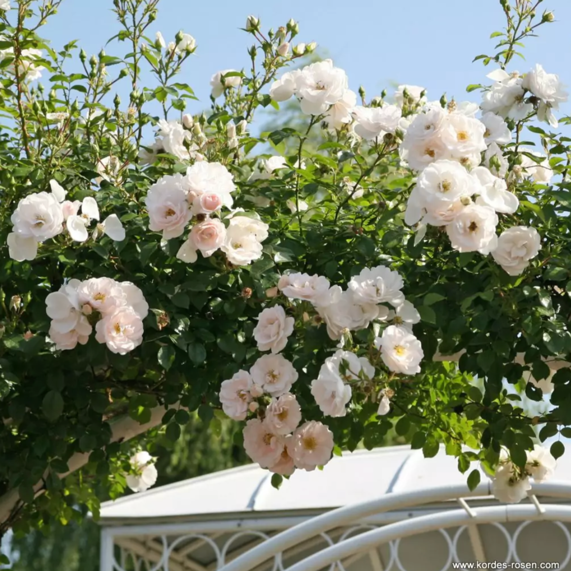 Hella® Climbing Rose