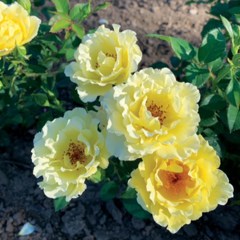 Yukon Sun Hardy Rose (Tree-Form)