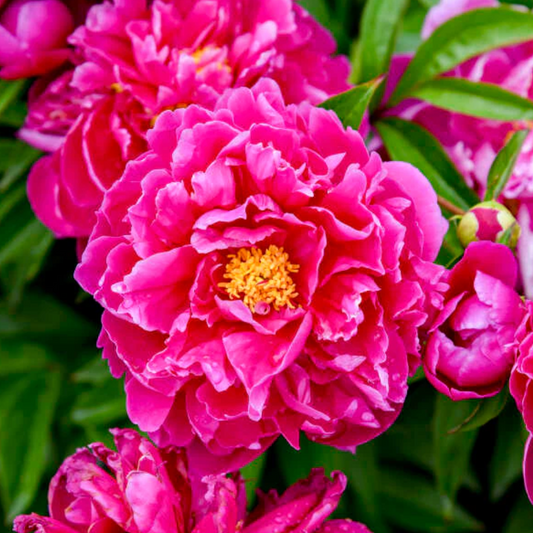 'Karl Rosenfield' Peony