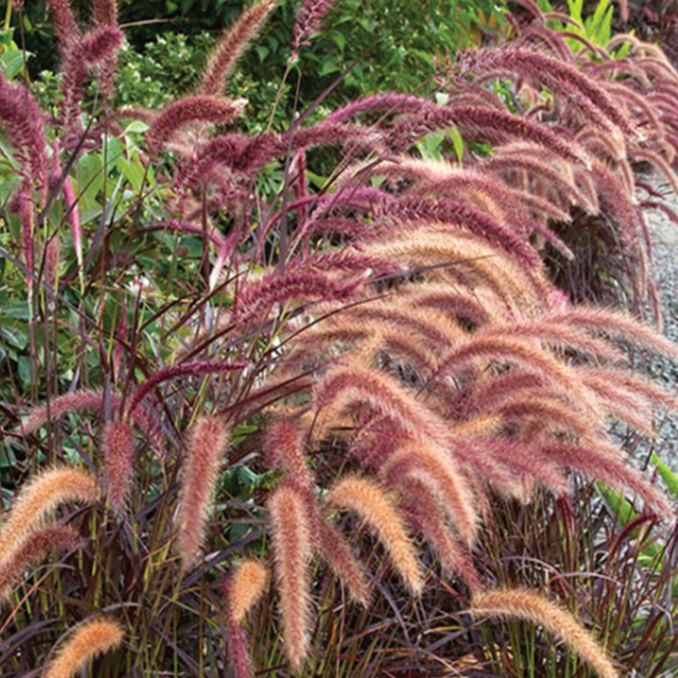 Annual Purple Fountain Grass | Pennisetum setaceum ‘Rubrum’