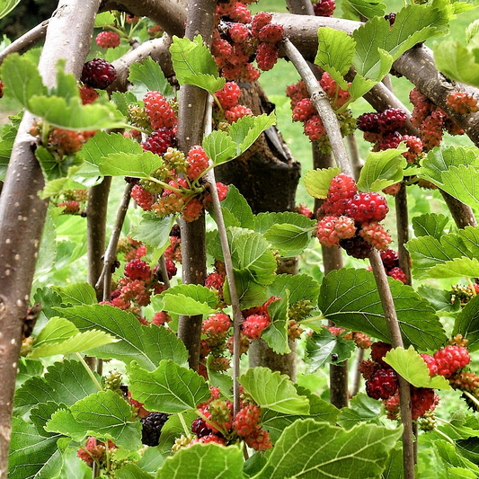 Weeping Mulberry Tree (Black Mulberry - Fruit Producing)