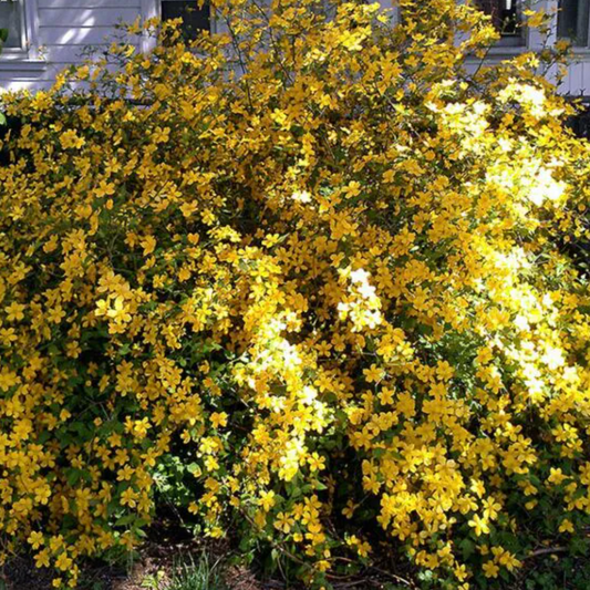 Golden Guinea Japanese Kerria | Kerria japonica