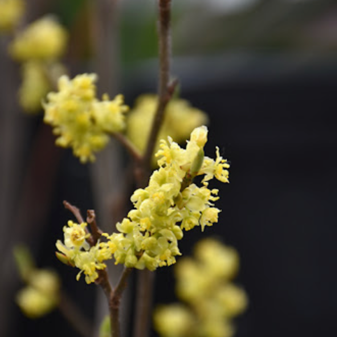 Northern Spicebush | Lindera benzoin