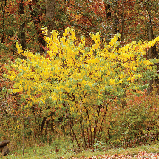 Northern Spicebush | Lindera benzoin