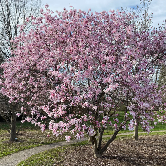 'Leonard Messel' Magnolia | Magnolia x loebneri 'Leonard Messel'