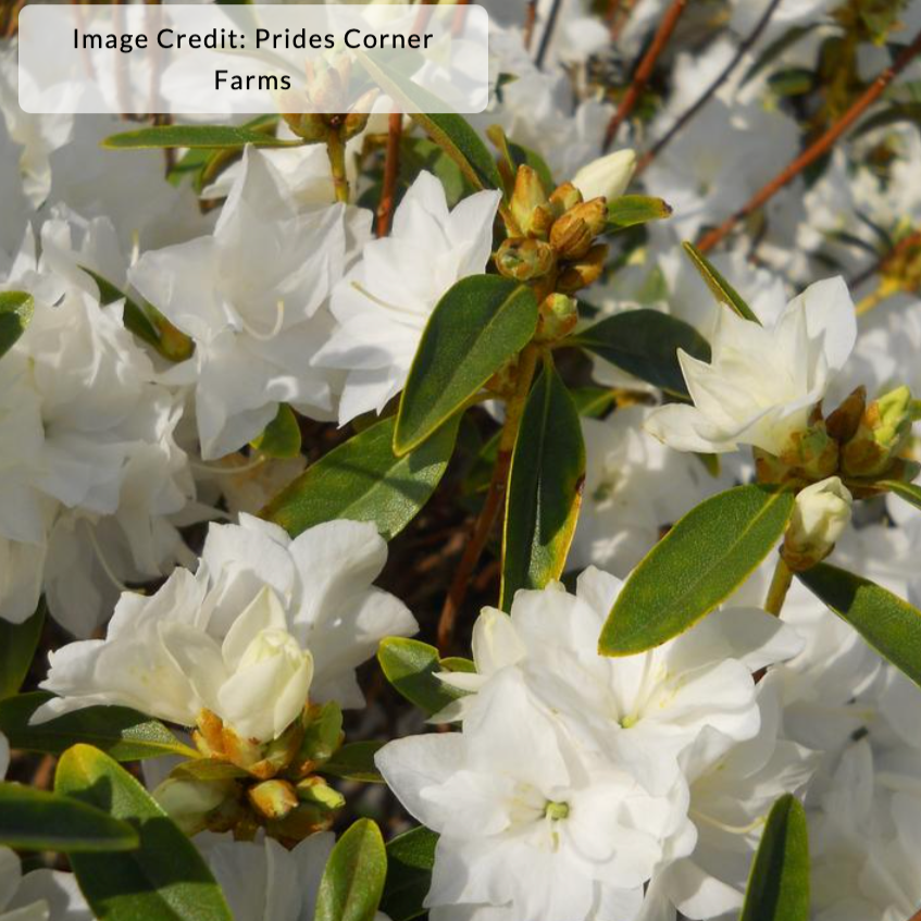 'April Snow' Rhododendron