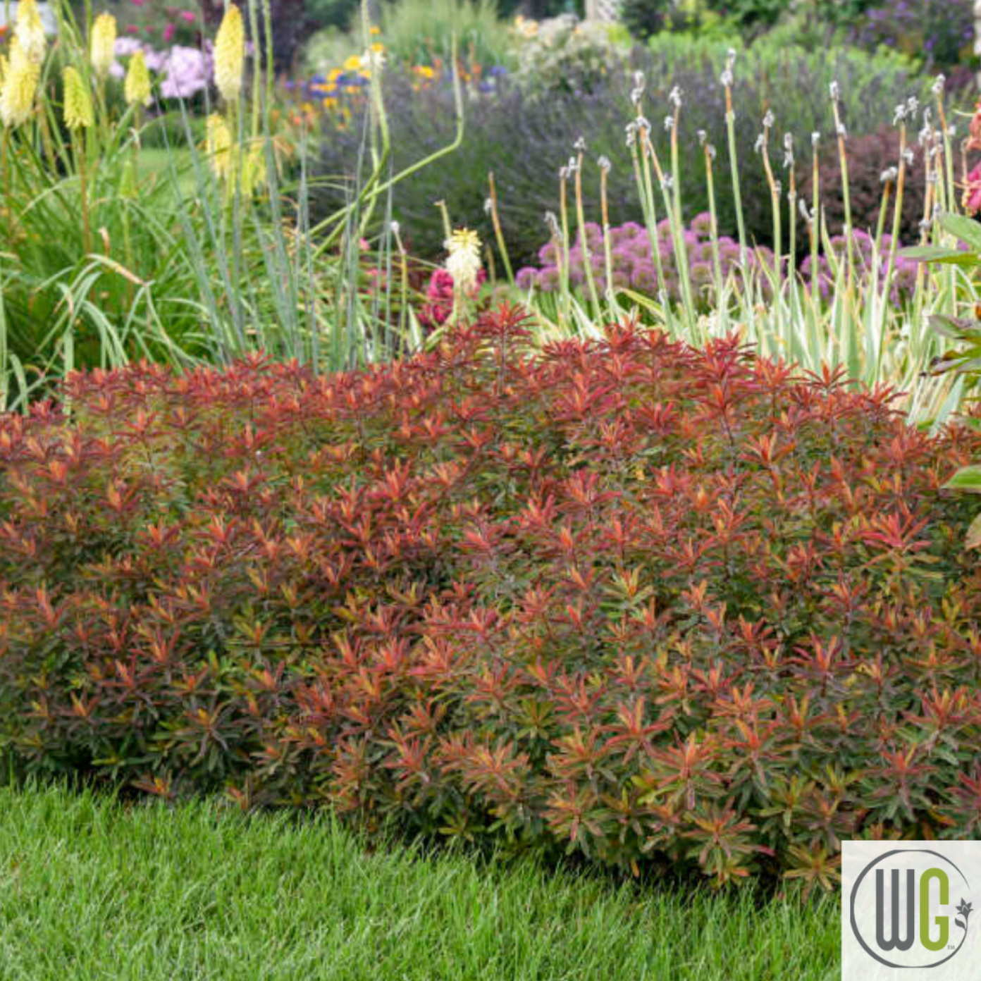 'Bonfire' Cushion Spurge | Euphorbia polychroma 'Bonfire'