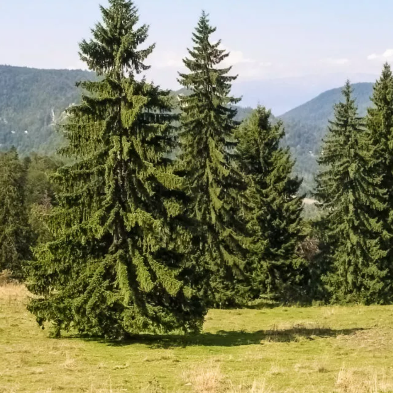 Norway Spruce | Picea abies