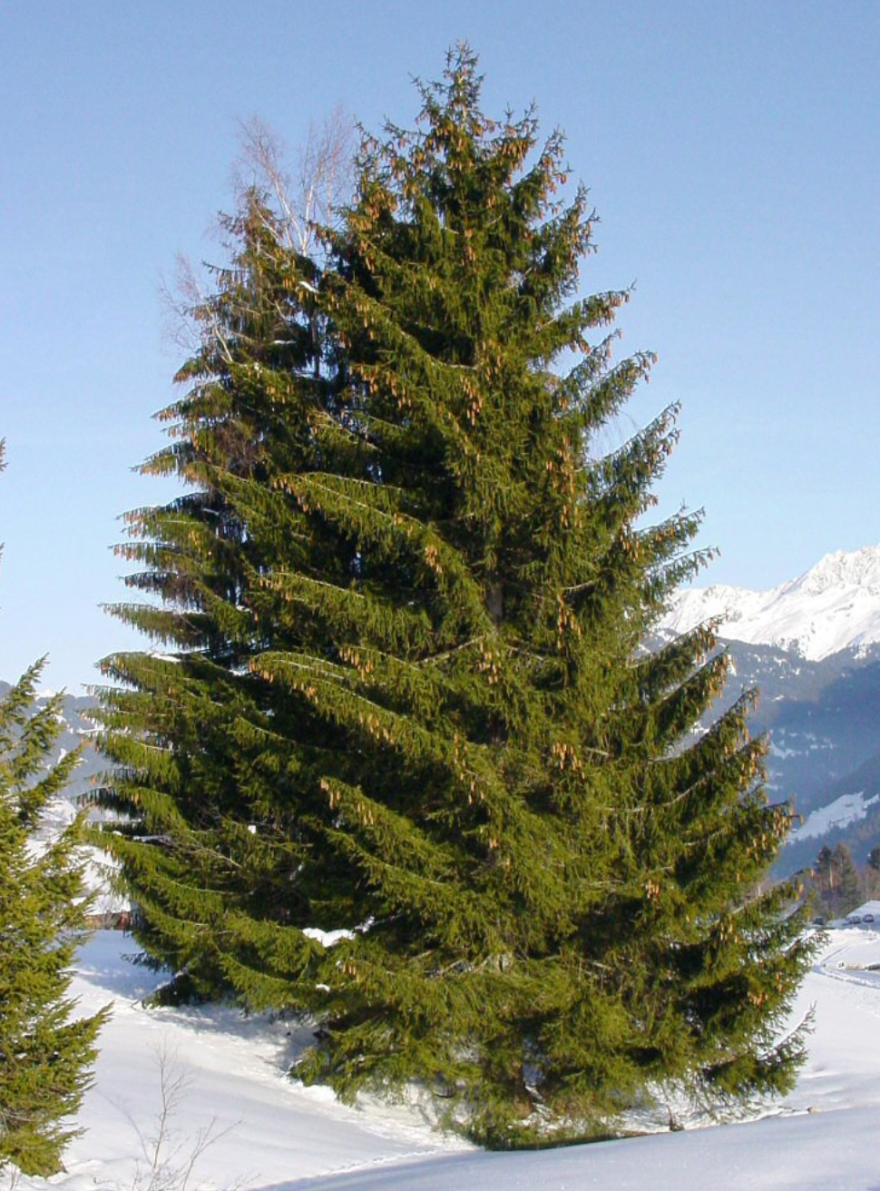 Norway Spruce | Picea abies