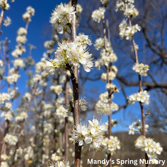 Toka Plum | Prunus 'Toka'