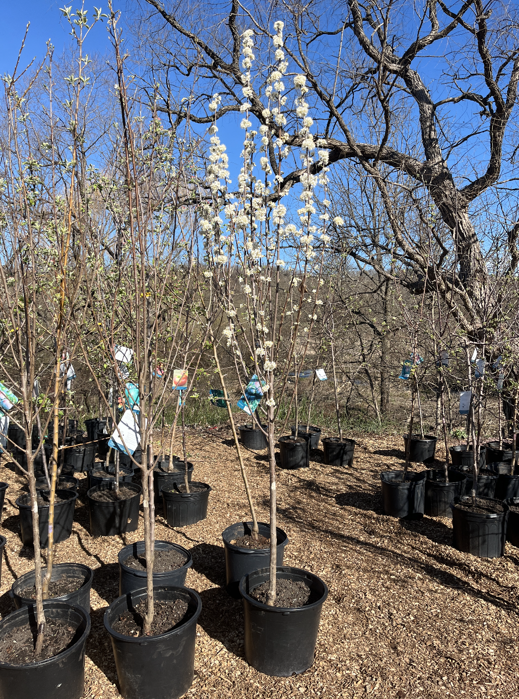 Toka Plum | Prunus 'Toka'