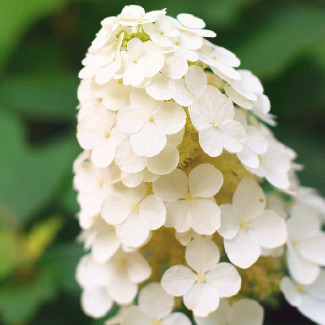 'Alice' Oakleaf Hydrangea | Hydrangea quercifolia