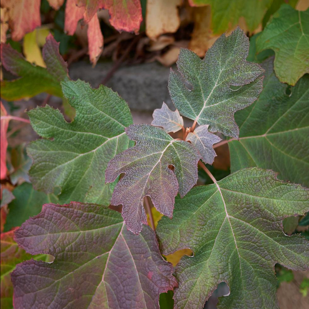 'Alice' Oakleaf Hydrangea | Hydrangea quercifolia