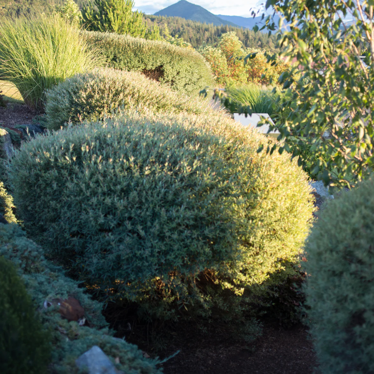 Dwarf Blue Leaf Arctic Willow - Salix purpurea 'Nana'