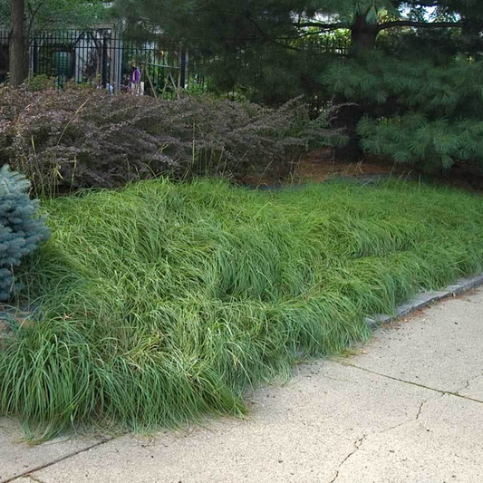 Pennsylvania sedge | Carex Pensylvanica