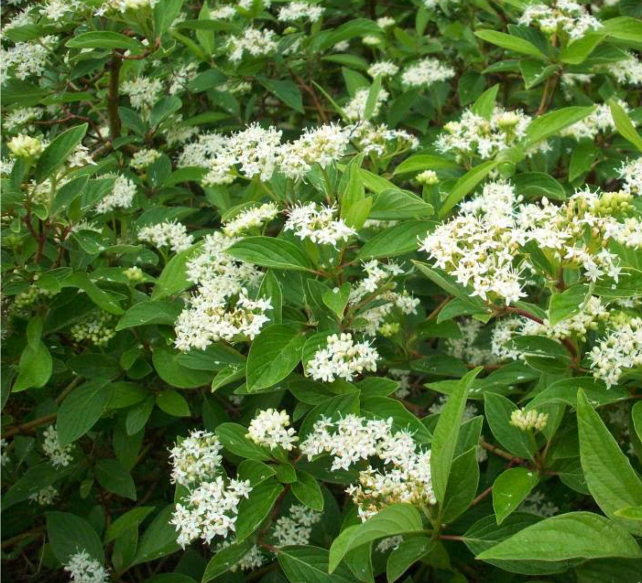 Isanti Red Twig Dogwood | Cornus sericea 'Isanti'