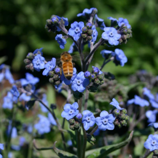 Forget Me Not - Flower Seeds