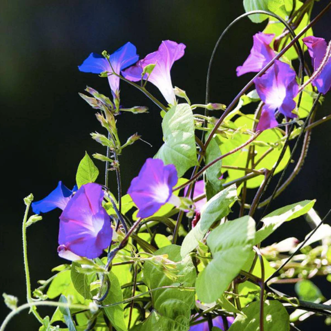 Blue Morning Glory - Flower Seeds