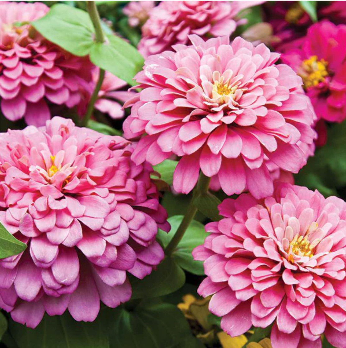 Zinnia 'Lilliput' - Flower Seeds