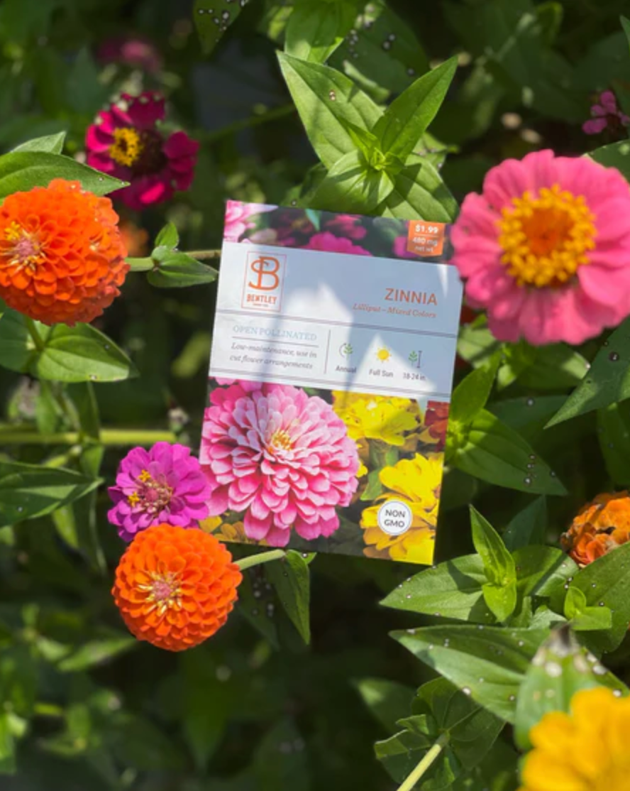 Zinnia 'Lilliput' - Flower Seeds