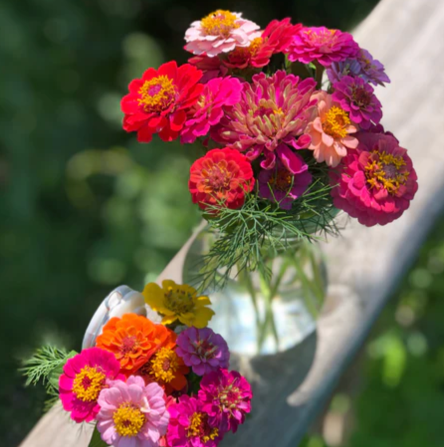 Zinnia 'Lilliput' - Flower Seeds