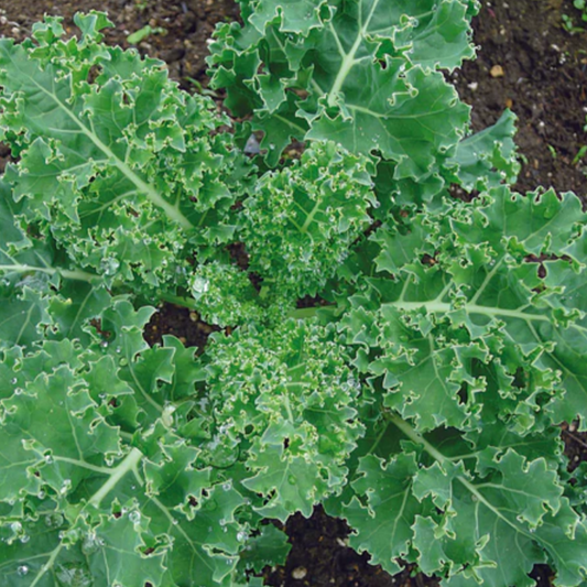 Kale 'Dwarf Siberian' - Vegetable Seeds