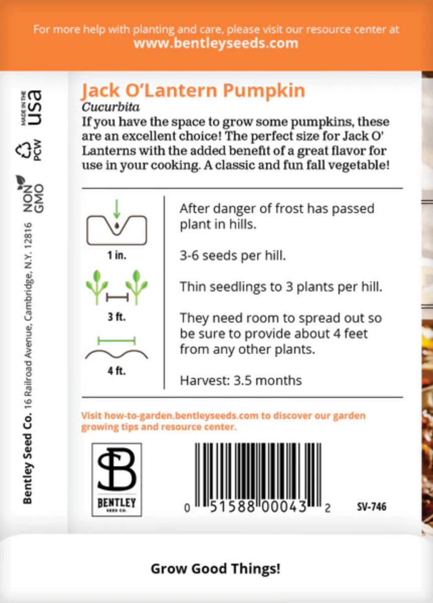 Pumpkin 'Jack O'Lantern' - Vegetable Seeds