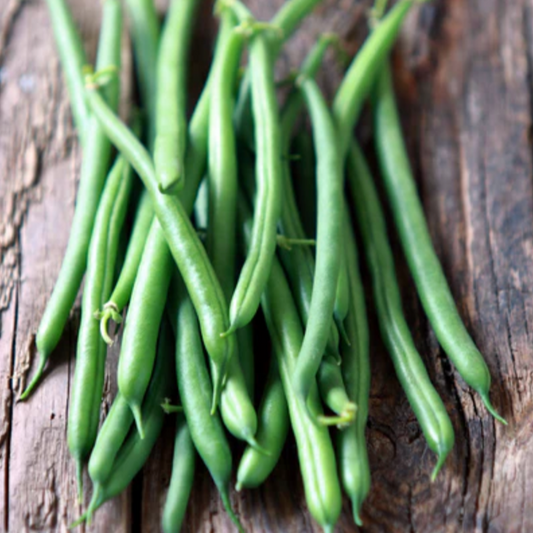 Beans 'Provider' - Vegetable Seeds