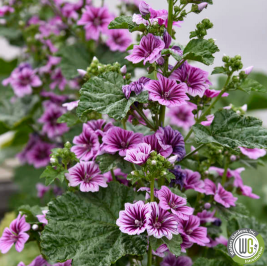 Zebrina Mallow | Malva sylvestris 'Zebrina'