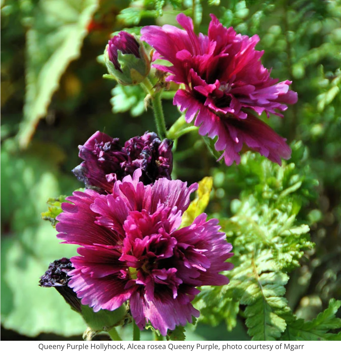 'Queeny Purple' Hollyhock | Alcea rosea