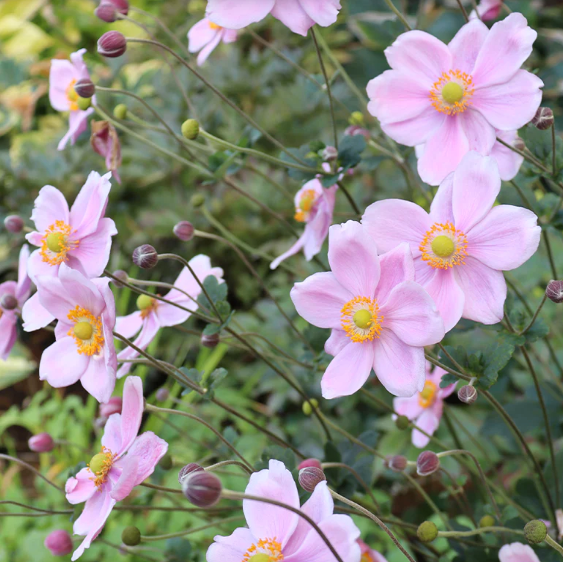 'September Charm' Japanese Anemone | Anemone x hybrida