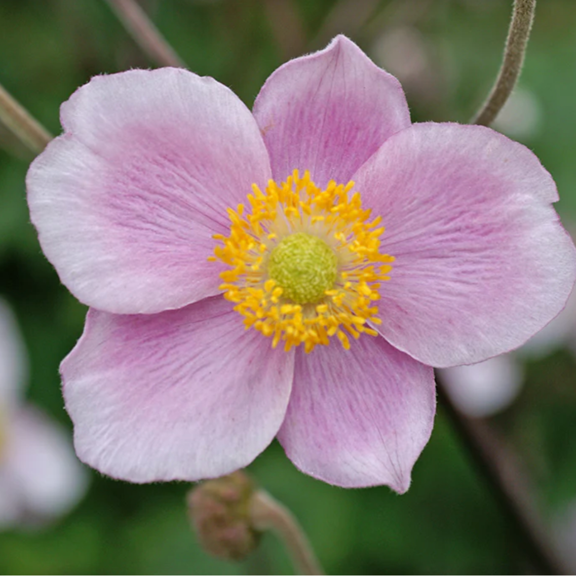 'Robustissima' Japanese Anemone | Anemone x hybrida 'Robustissima'