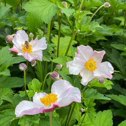 'September Charm' Japanese Anemone | Anemone x hybrida