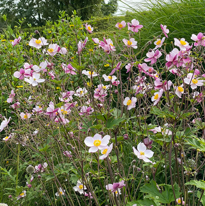 'September Charm' Japanese Anemone | Anemone x hybrida