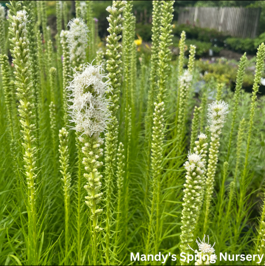 'Floristan White' Gayfeather | Liastris spicata