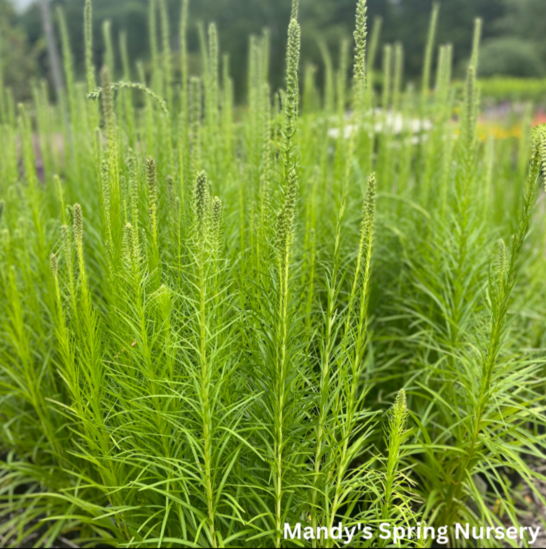 'Floristan White' Gayfeather | Liastris spicata