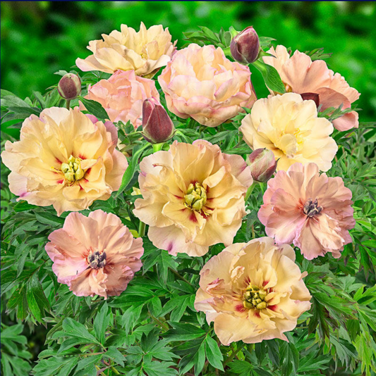 Canary Brilliants Itoh Peony | Paeonia