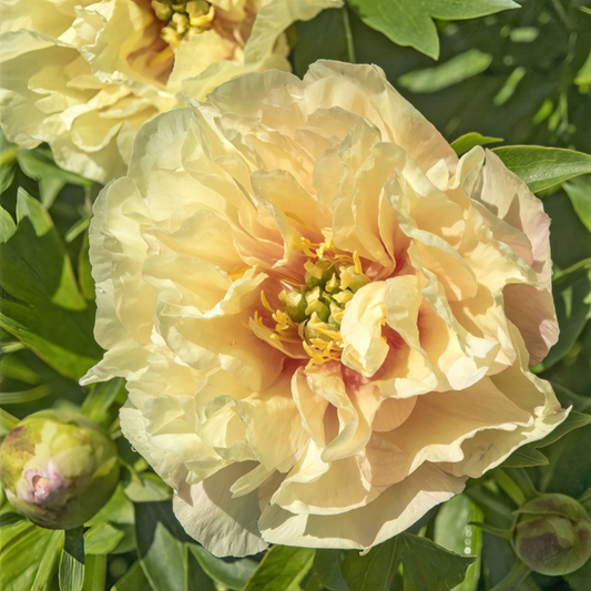 Canary Brilliants Itoh Peony | Paeonia