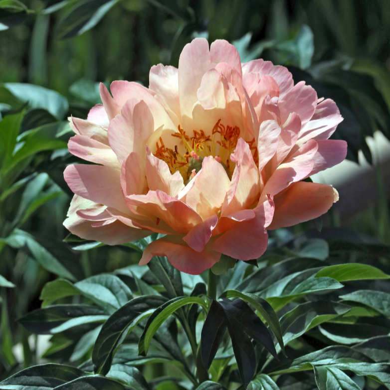 Canary Brilliants Itoh Peony | Paeonia