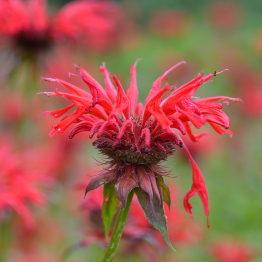 'Gardenview Scarlet' Bee Balm | Monarda didyma