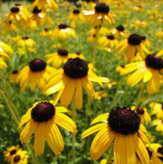 'Viette's Little Suzy' Black-Eyed Susan | Rudbeckia fulgida