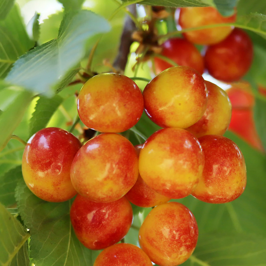 'Rainier' Sweet Cherry | Prunus avium